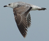 Larus armenicus